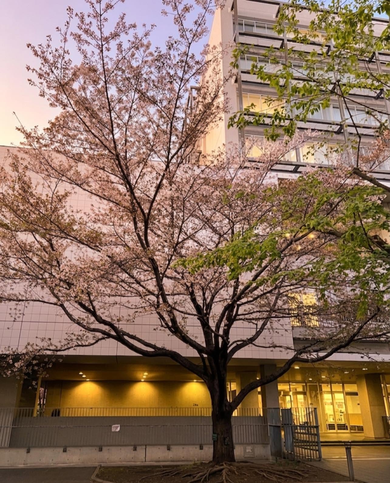 成城大学経済学部で「デジタルコンテンツプロデュース論」の講義を開始しました
